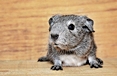 Kleine tierische Freunde